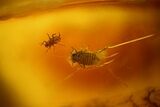 Two Fossil Aphids (Sternorrhyncha) In Baltic Amber #123369-1